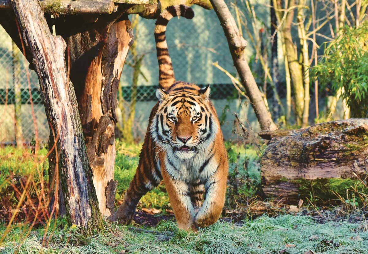 photo of tiger