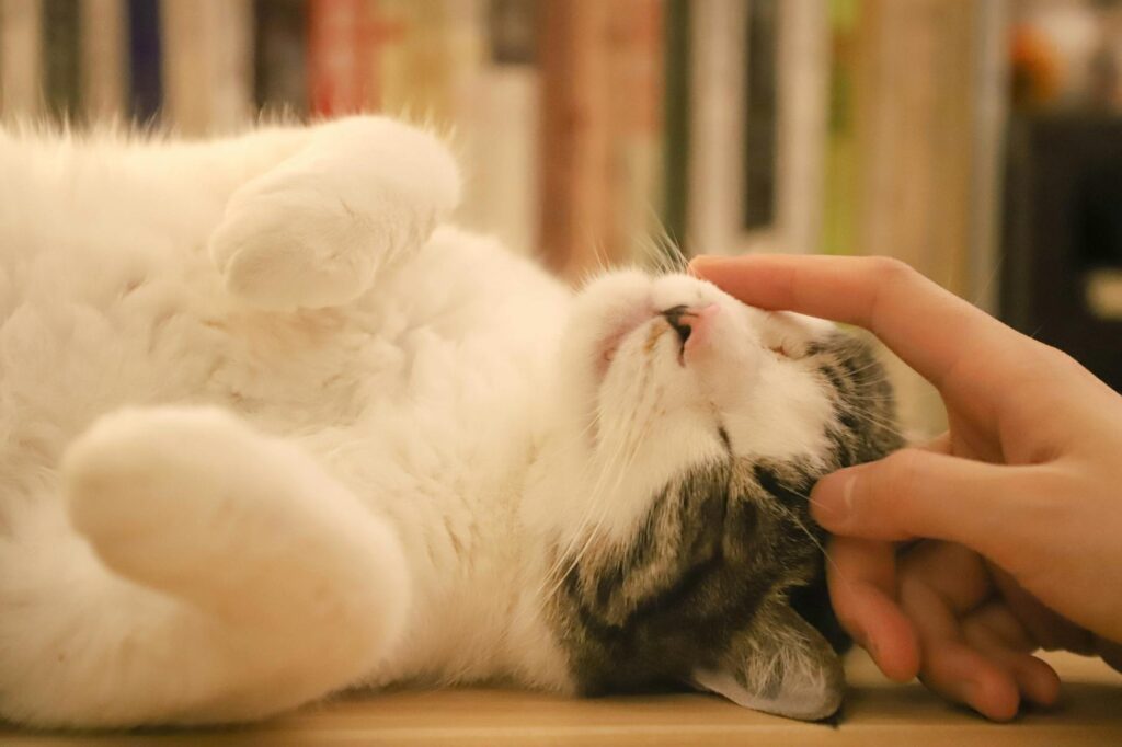 person holding kitten