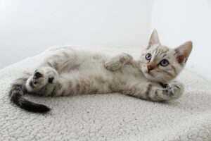 photo of grey tabby kitten lying down