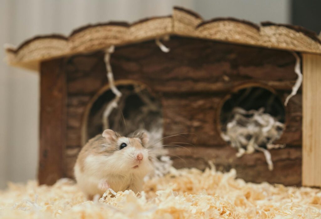 macro photography of mouse near brown wooden cage