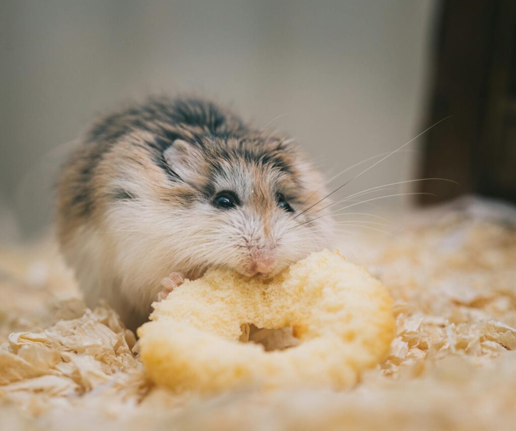 cute hamster enjoying tasty treat