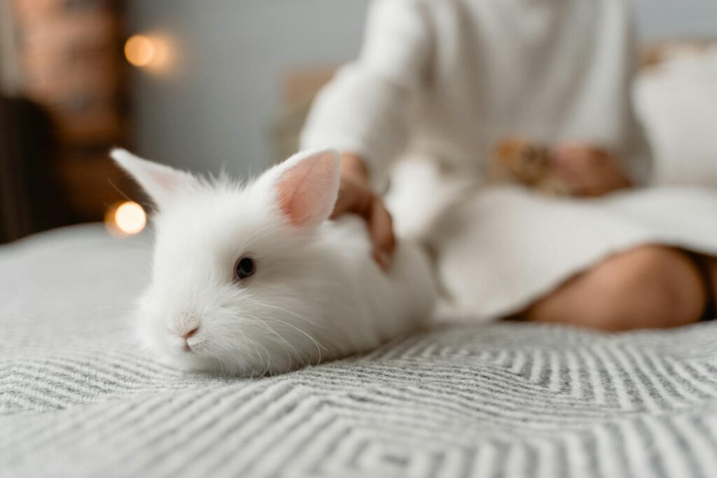 a person holding a white rabbit