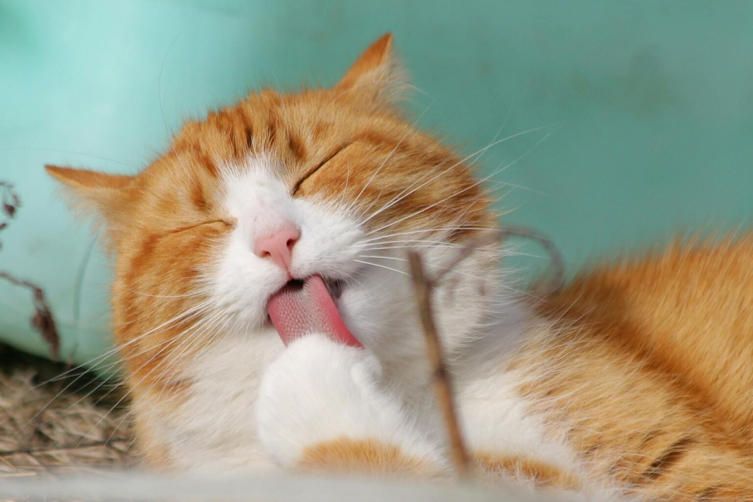 close up photo of yellow and white cat