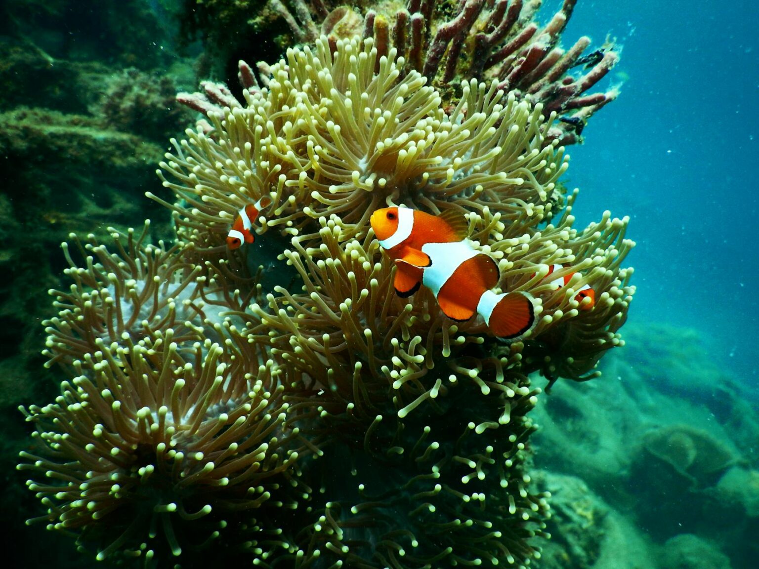 clownfish near coral reef