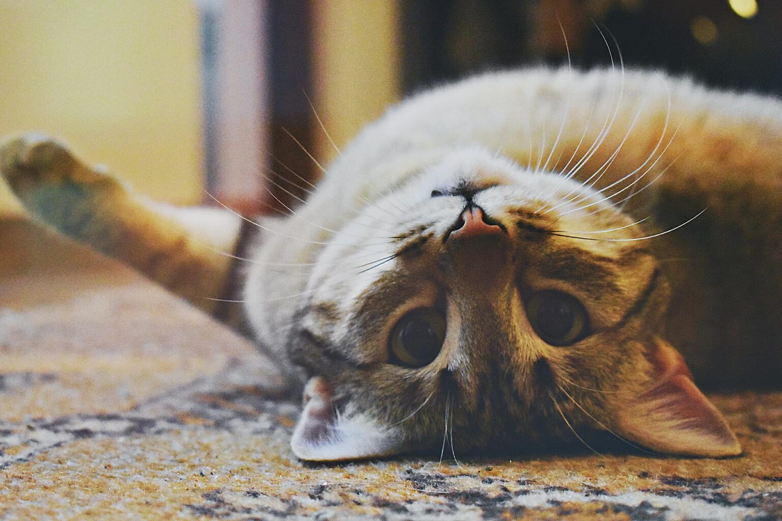 playful cat lying on a carpet