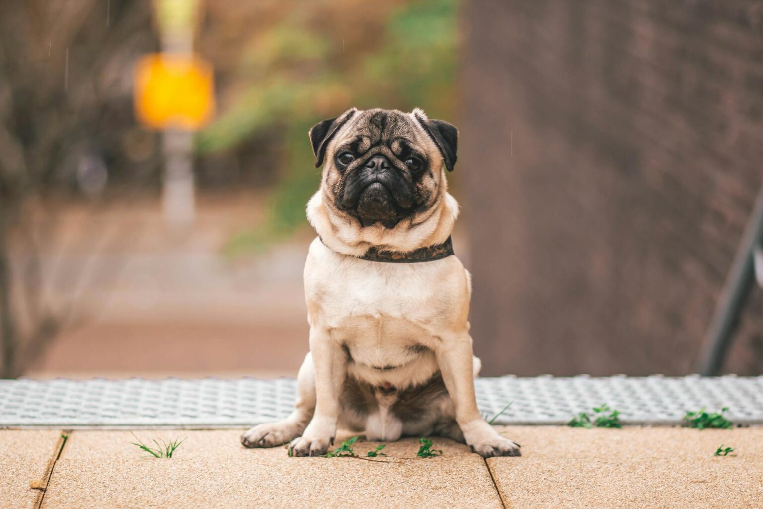 pawn pug sitting on beige floor