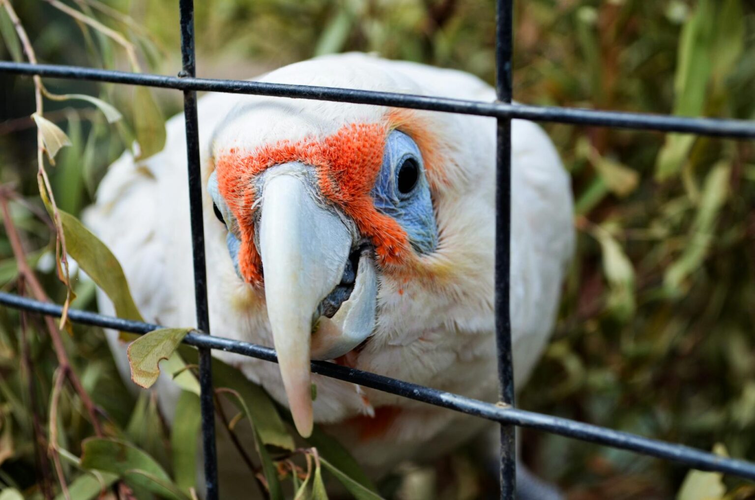 white and red bird in cage