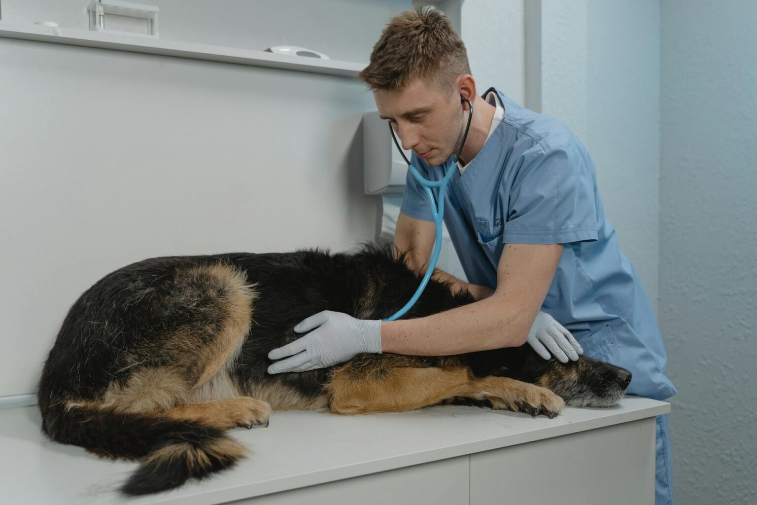 a veterinarian checking a sick dog using a stethoscope