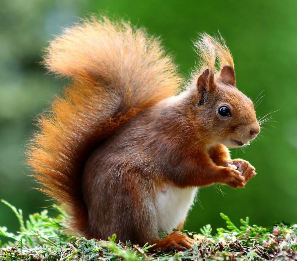 brown squirrel