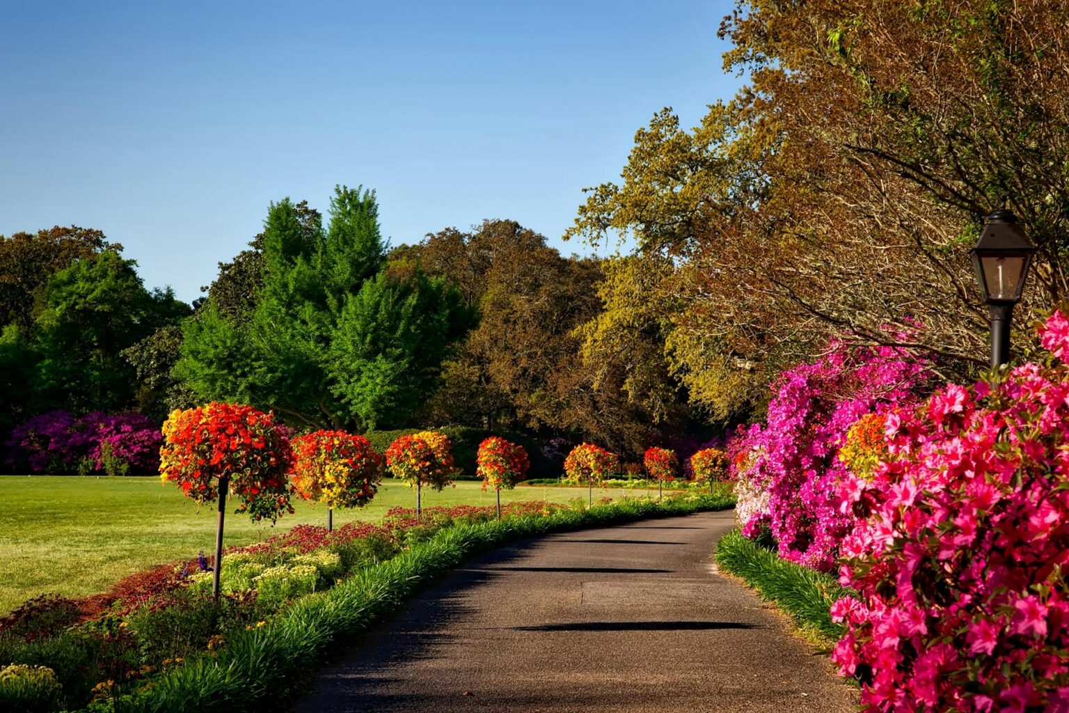 gray concrete pathway besides pink flower during day